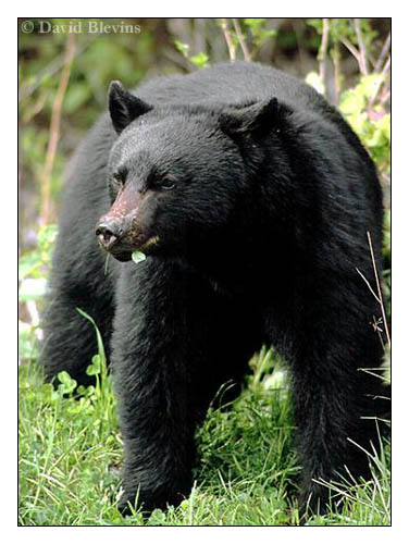 Photo of Ursus americanus by <a href="http://www.blevinsphoto.com/contact.htm">David Blevins</a>